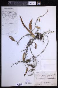 Pyrrosia lanceolata image