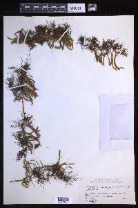 Pyrrosia linearifolia image