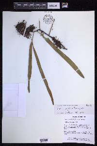Pyrrosia longifolia image