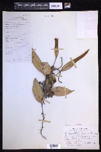 Pyrrosia lanceolata image