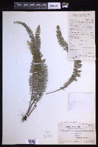 Prosaptia venulosa image