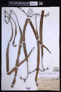 Pyrrosia longifolia image
