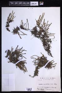 Pyrrosia linearifolia image