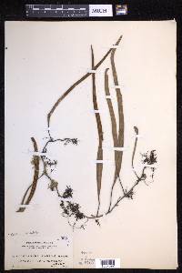 Pyrrosia lanceolata image
