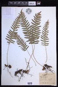 Polypodium vulgare image