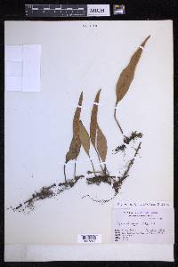 Pyrrosia lingua image