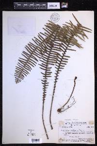 Prosaptia celebica image