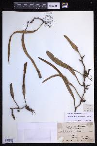 Pyrrosia longifolia image