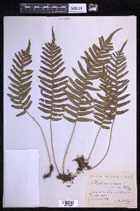 Polypodium vulgare image