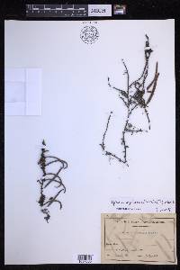 Pyrrosia angustissima image