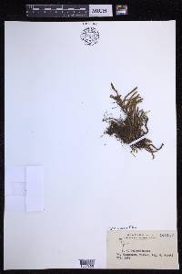Pyrrosia linearifolia image