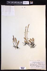 Pyrrosia lanceolata image