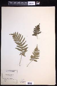 Polypodium vulgare image