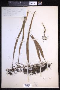 Pyrrosia lanceolata image