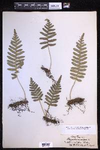 Polypodium vulgare image