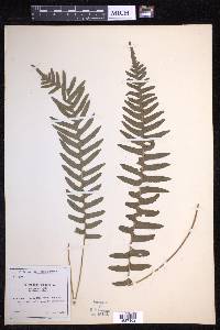 Polypodium vulgare image