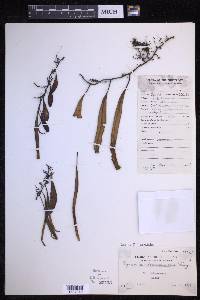 Pyrrosia lanceolata image
