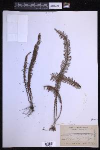 Prosaptia contigua image