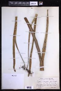 Pyrrosia longifolia image