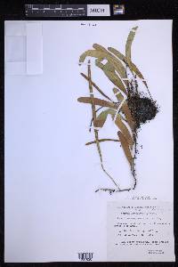 Pyrrosia lanceolata image