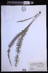 Prosaptia obliquata image