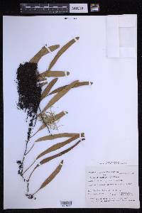 Pyrrosia lanceolata image