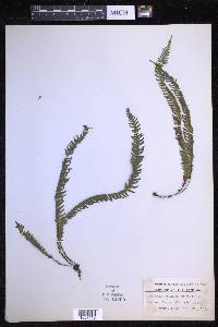 Prosaptia subnuda image