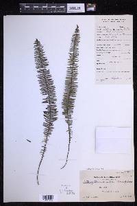 Prosaptia venulosa image