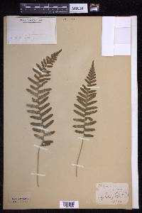 Polypodium vulgare image