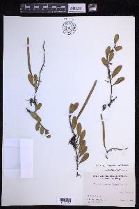 Pyrrosia lanceolata image