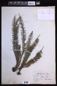 Prosaptia alata image