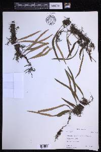 Pyrrosia lanceolata image