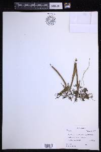Pyrrosia lanceolata image
