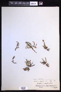 Pyrrosia linearifolia image