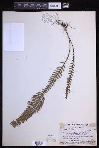 Prosaptia archboldii image