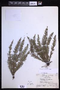 Prosaptia ancestralis image