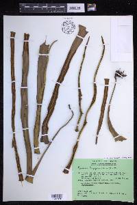 Pyrrosia longifolia image