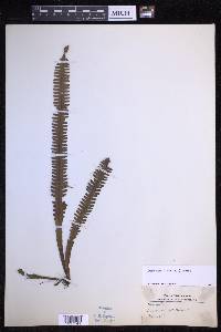 Prosaptia alata image