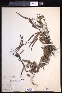Pyrrosia lanceolata image