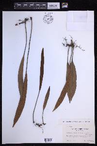 Pyrrosia lingua image