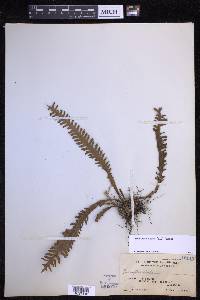 Prosaptia alata image
