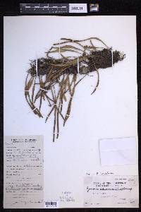 Pyrrosia lanceolata image