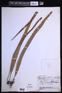 Pyrrosia longifolia image