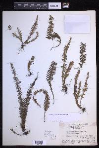 Prosaptia ancestralis image