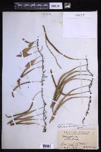 Pyrrosia lanceolata image