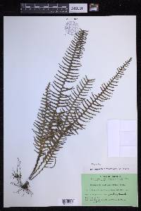 Prosaptia contigua image
