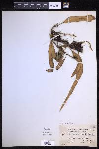 Pyrrosia lanceolata image