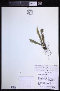 Prosaptia alata image
