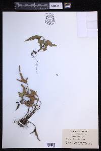 Pyrrosia hastata image
