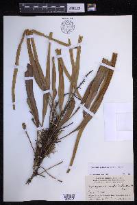 Pyrrosia longifolia image